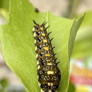 Papilio anactus at O'Connor, ACT - 28 Mar 2020