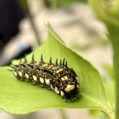 Papilio anactus at O'Connor, ACT - 28 Mar 2020