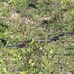 Pseudechis porphyriacus (Red-bellied Black Snake) at Stromlo, ACT - 21 Mar 2020 by AndrewCB