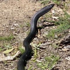 Pseudechis porphyriacus at Stromlo, ACT - 21 Mar 2020