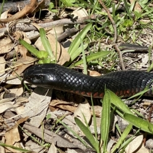 Pseudechis porphyriacus at Stromlo, ACT - 21 Mar 2020