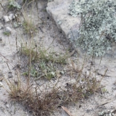 Tripogonella loliiformis (Five Minute Grass, Rye Beetle-Grass) at Michelago, NSW - 29 Mar 2020 by Illilanga