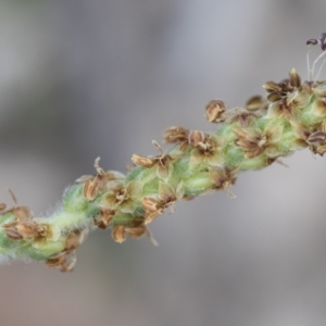 Plantago varia at Michelago, NSW - 29 Mar 2020