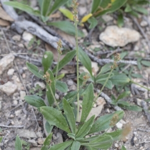 Plantago varia at Michelago, NSW - 29 Mar 2020