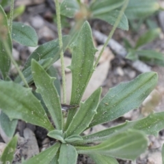 Plantago varia at Michelago, NSW - 29 Mar 2020