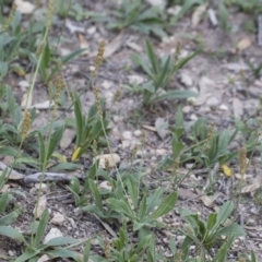 Plantago varia at Michelago, NSW - 29 Mar 2020