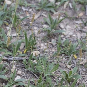 Plantago varia at Michelago, NSW - 29 Mar 2020 05:09 PM