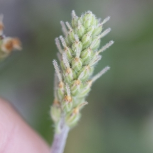 Plantago varia at Michelago, NSW - 29 Mar 2020