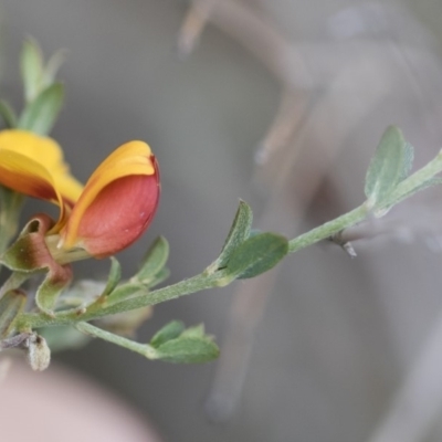 Mirbelia oxylobioides (Mountain Mirbelia) at Michelago, NSW - 29 Mar 2020 by Illilanga