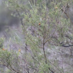 Mirbelia oxylobioides at Michelago, NSW - 29 Mar 2020 05:13 PM