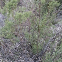 Mirbelia oxylobioides at Michelago, NSW - 29 Mar 2020 05:13 PM