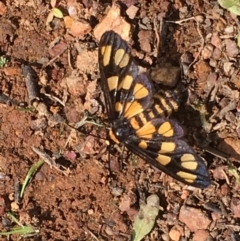 Amata (genus) (Handmaiden Moth) at Hackett, ACT - 26 Mar 2020 by JaneR