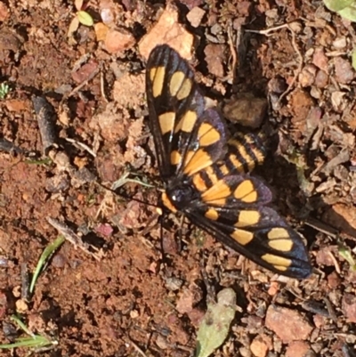 Amata (genus) (Handmaiden Moth) at Hackett, ACT - 26 Mar 2020 by JaneR