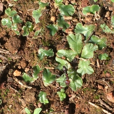 Riccia cartilaginosa (Liverwort) at Mount Majura - 26 Mar 2020 by JaneR