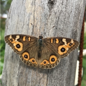 Junonia villida at Lower Borough, NSW - 28 Mar 2020 12:00 AM