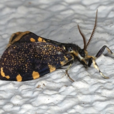 Cebysa leucotelus (Australian Bagmoth) at Ainslie, ACT - 29 Mar 2020 by jb2602