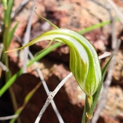 Diplodium ampliatum (Large Autumn Greenhood) at Denman Prospect, ACT - 30 Mar 2020 by AaronClausen