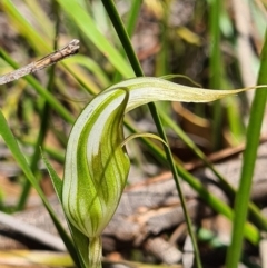 Diplodium ampliatum at Denman Prospect, ACT - suppressed