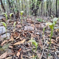 Diplodium ampliatum at Denman Prospect, ACT - suppressed