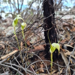 Diplodium ampliatum at Denman Prospect, ACT - suppressed