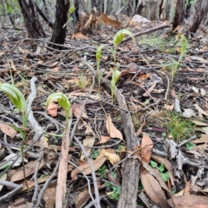 Diplodium ampliatum at Denman Prospect, ACT - suppressed