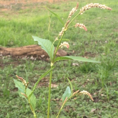 Persicaria lapathifolia (Pale Knotweed) at Majura, ACT - 29 Mar 2020 by JaneR