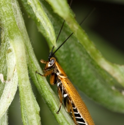 Ellipsidion humerale (Common Ellipsidion) at Melba, ACT - 12 Jan 2010 by Bron