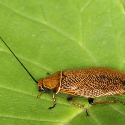 Ellipsidion humerale (Common Ellipsidion) at Melba, ACT - 30 Nov 2011 by Bron