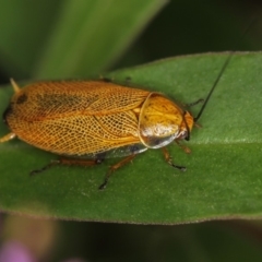 Ellipsidion humerale at Melba, ACT - 14 Dec 2011