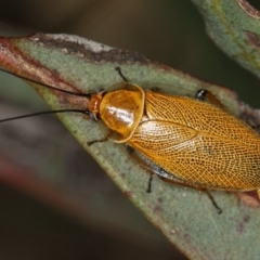 Ellipsidion humerale (Common Ellipsidion) at West Belconnen Pond - 14 Jan 2013 by Bron