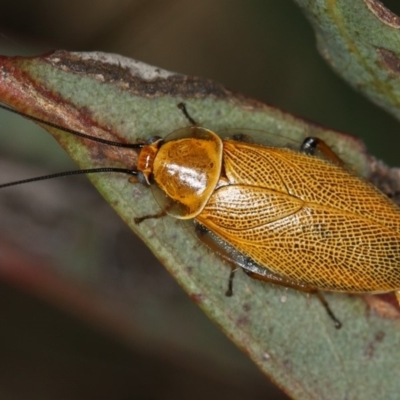 Ellipsidion humerale (Common Ellipsidion) at Dunlop, ACT - 15 Jan 2013 by Bron