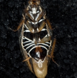 Ellipsidion humerale at Melba, ACT - 27 Jan 2016