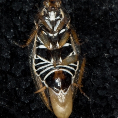 Ellipsidion humerale (Common Ellipsidion) at Melba, ACT - 27 Jan 2016 by Bron