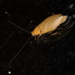 Ellipsidion humerale at Melba, ACT - 27 Jan 2016