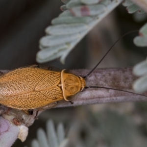 Ellipsidion humerale at Hall, ACT - 30 Dec 2016 12:41 PM