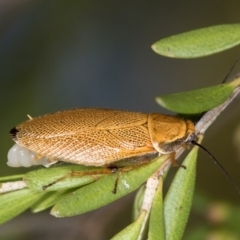 Ellipsidion humerale (Common Ellipsidion) at Dunlop, ACT - 22 Jan 2017 by Bron