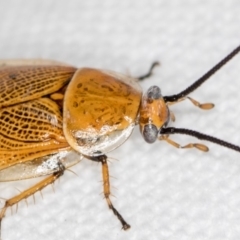 Ellipsidion humerale (Common Ellipsidion) at Melba, ACT - 2 Jan 2019 by Bron