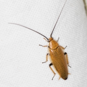 Ellipsidion humerale at Melba, ACT - 2 Jan 2019