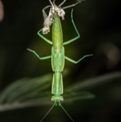 Orthodera ministralis (Green Mantid) at Weetangera, ACT - 24 Jan 2019 by Bron