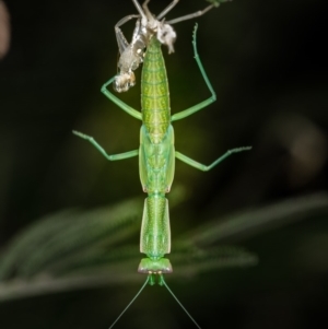 Orthodera ministralis at Weetangera, ACT - 25 Jan 2019