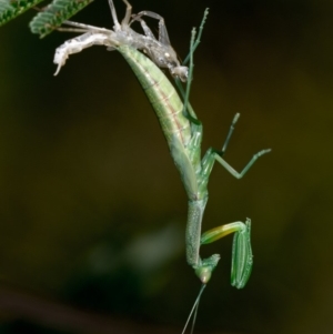 Orthodera ministralis at Weetangera, ACT - 25 Jan 2019 02:46 AM