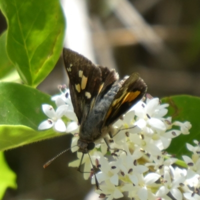 Trapezites phigalioides (Montane Ochre) at Theodore, ACT - 20 Nov 2019 by owenh