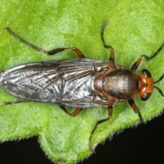 Inopus rubriceps (Sugarcane Soldier Fly) at Ainslie, ACT - 29 Mar 2020 by jb2602