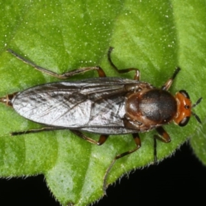 Inopus rubriceps at Ainslie, ACT - 29 Mar 2020 09:16 AM