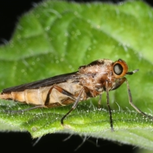 Inopus rubriceps at Ainslie, ACT - 29 Mar 2020