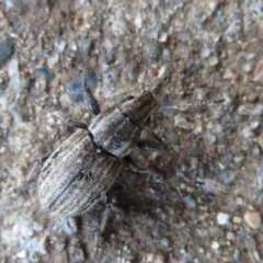 Naupactus leucoloma (White-fringed weevil) at Flynn, ACT - 29 Mar 2020 by Christine