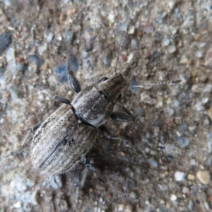 Naupactus leucoloma at Flynn, ACT - 29 Mar 2020