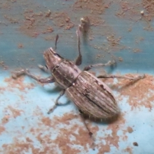 Naupactus leucoloma at Flynn, ACT - 29 Mar 2020