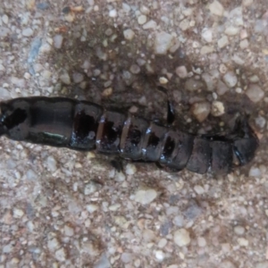 Anisolabididae (family) at Flynn, ACT - 30 Mar 2020 01:48 PM