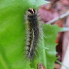 Anthela ocellata (Eyespot Anthelid moth) at Flynn, ACT - 30 Mar 2020 by Christine